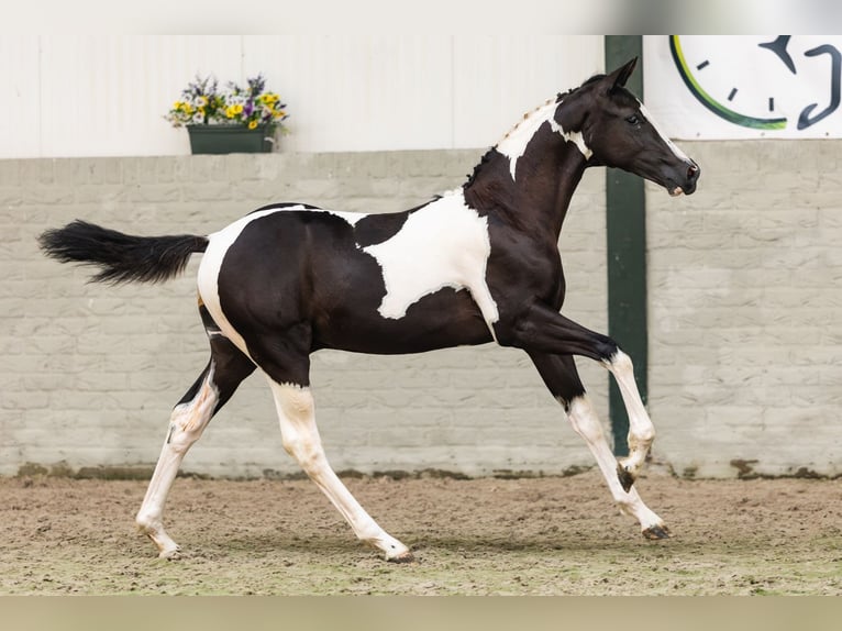 NRPS Stallion Foal (04/2026) Pinto in Heerde