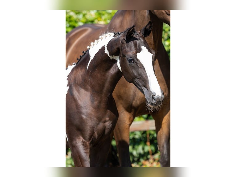 NRPS Stallion Foal (04/2026) Pinto in Heerde