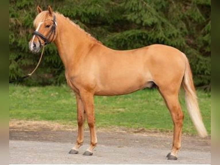 NRPS Stallion Red Dun in Boxmeer