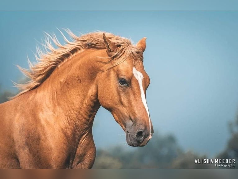 NRPS Stallion Red Dun in Boxmeer