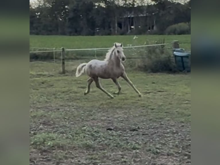 NRPS Stallone 1 Anno 135 cm Palomino in Halle