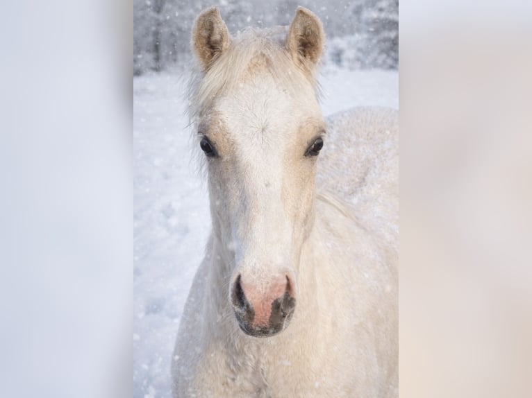 NRPS Stallone 1 Anno 135 cm Palomino in Halle