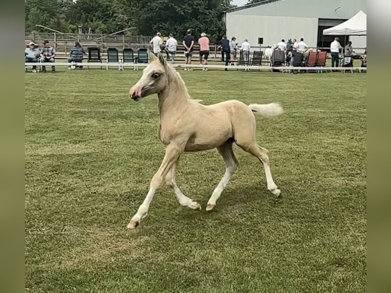 NRPS Stallone 1 Anno 135 cm Palomino in Halle