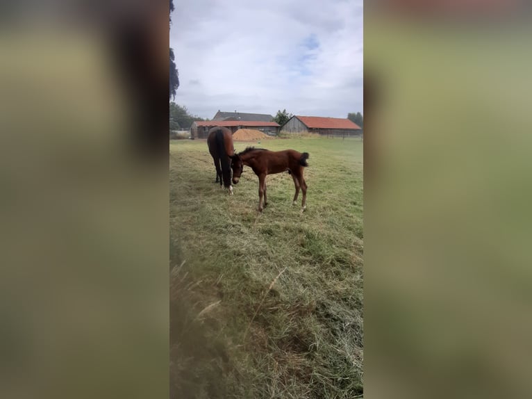 NRPS Stallone 1 Anno 148 cm Baio in Meerlo