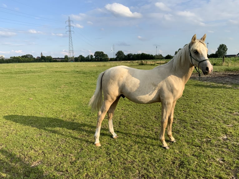 NRPS Stallone 1 Anno 148 cm Palomino in Daknam