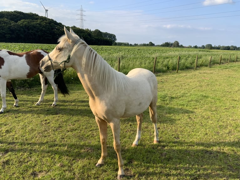 NRPS Stallone 1 Anno 148 cm Palomino in Daknam