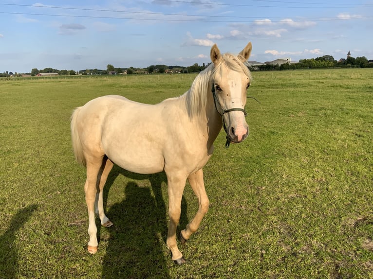 NRPS Stallone 1 Anno 148 cm Palomino in Daknam