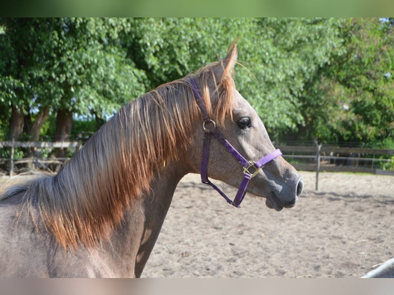 NRPS Stallone 1 Anno 160 cm Bianco in Warder