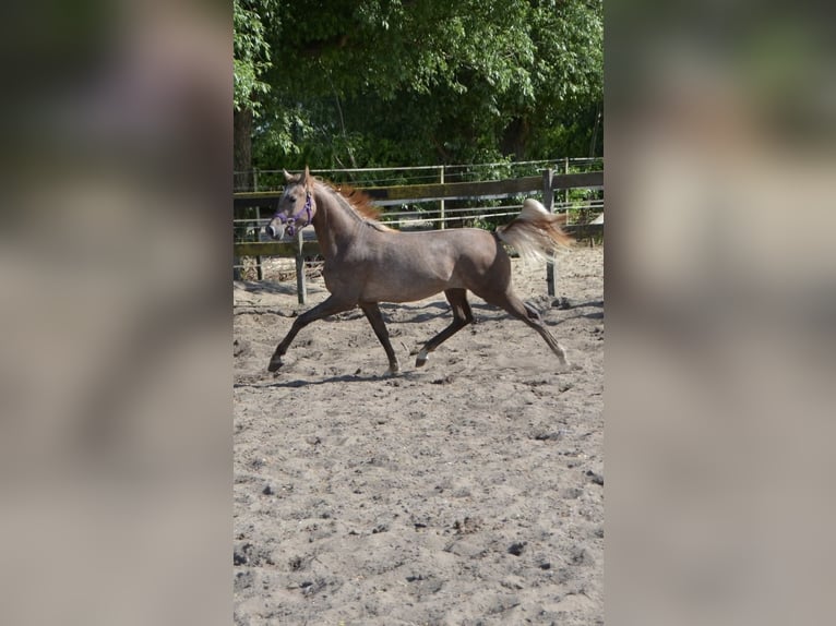 NRPS Stallone 1 Anno 160 cm Bianco in Warder