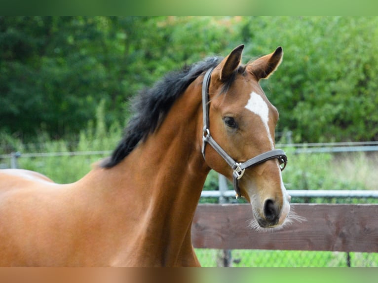 NRPS Stallone 1 Anno 171 cm Baio in Oss
