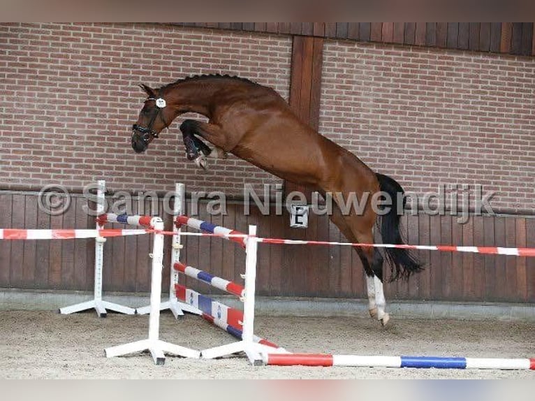 NRPS Stallone 1 Anno 171 cm Baio in Oss