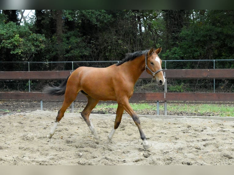 NRPS Stallone 1 Anno 171 cm Baio in Oss