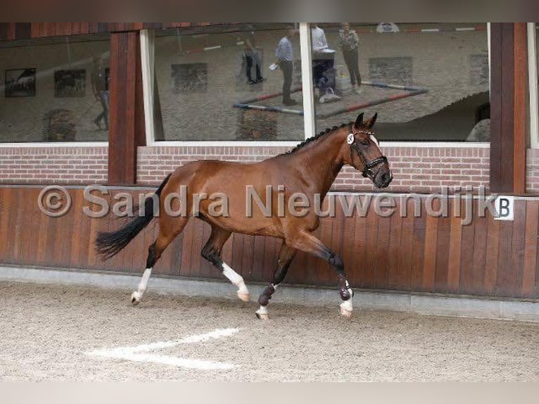 NRPS Stallone 1 Anno 171 cm Baio in Oss