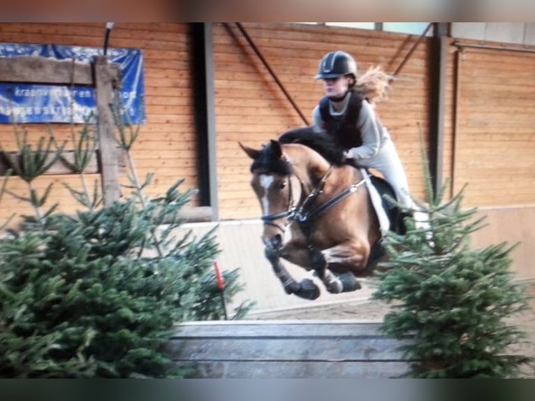 NRPS Mix Stallone 2 Anni 143 cm Palomino in Nistelrode