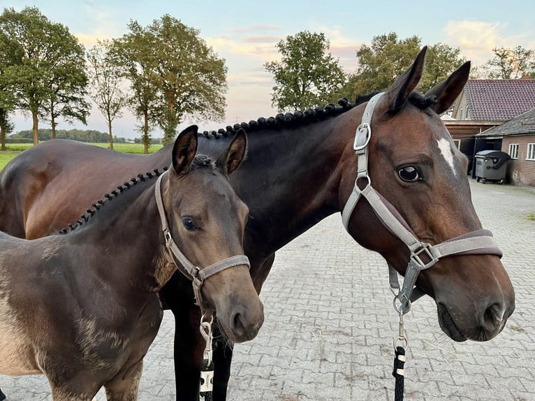 NRPS Stallone 2 Anni 144 cm Baio in Heemserveen