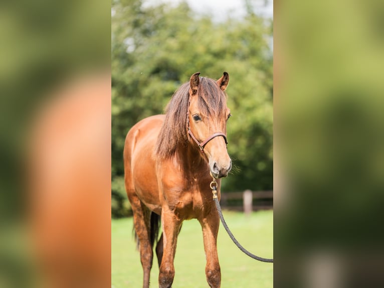 NRPS Stallone 2 Anni 158 cm Baio in Enschede