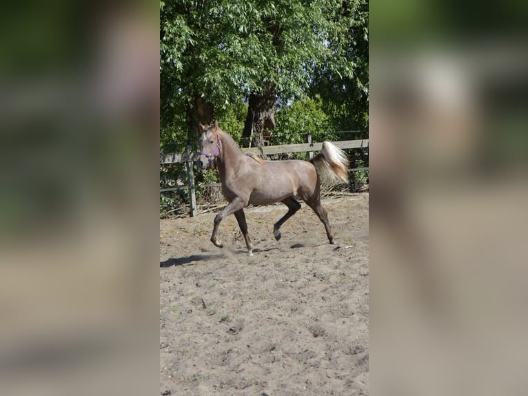 NRPS Stallone 2 Anni 160 cm Bianco in Warder