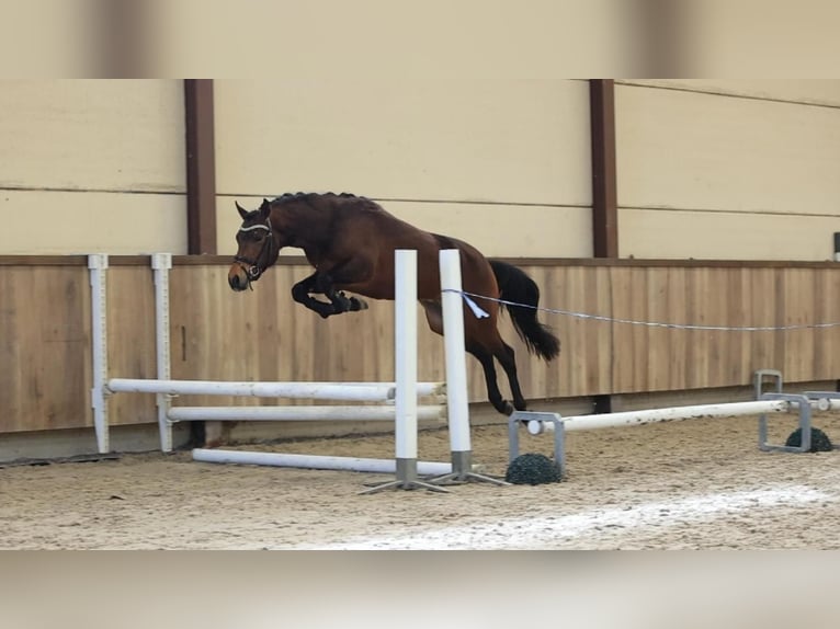 NRPS Stallone 3 Anni 144 cm Baio scuro in Oost West en Middelbeers