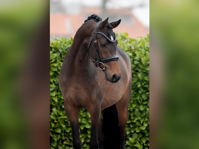 NRPS Stallone 3 Anni 145 cm Baio scuro in Donkerbroek