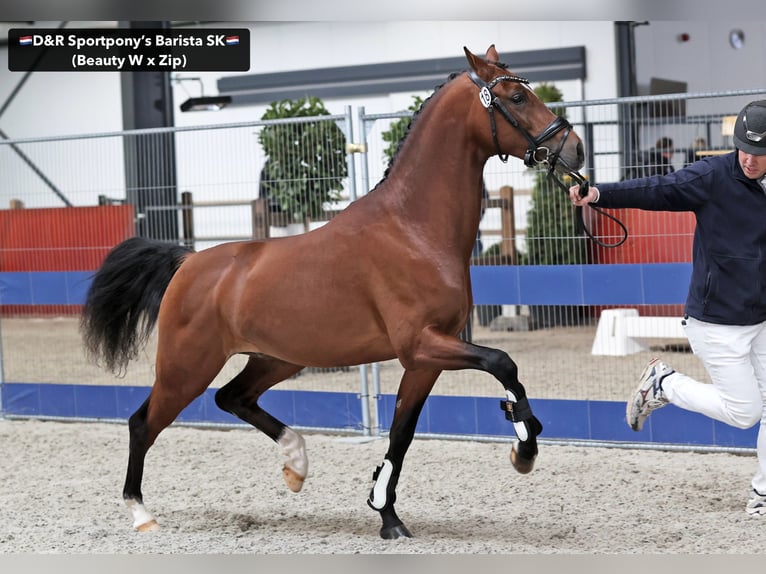 NRPS Stallone 3 Anni 146 cm Baio in Nistelrode