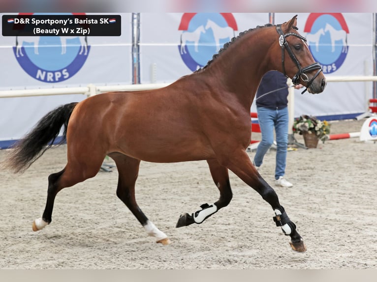 NRPS Stallone 3 Anni 146 cm Baio in Nistelrode