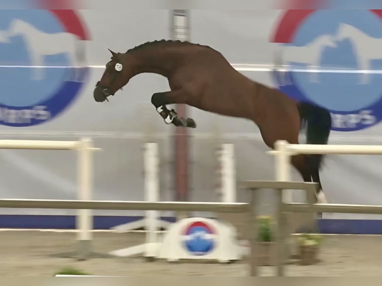 NRPS Stallone 3 Anni 146 cm Baio in Nistelrode