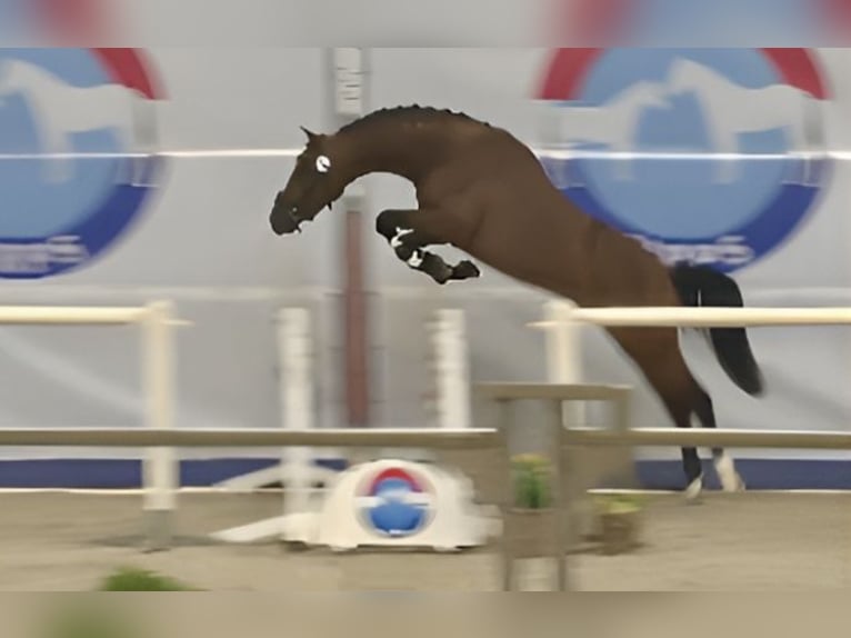 NRPS Stallone 3 Anni 146 cm Baio in Nistelrode
