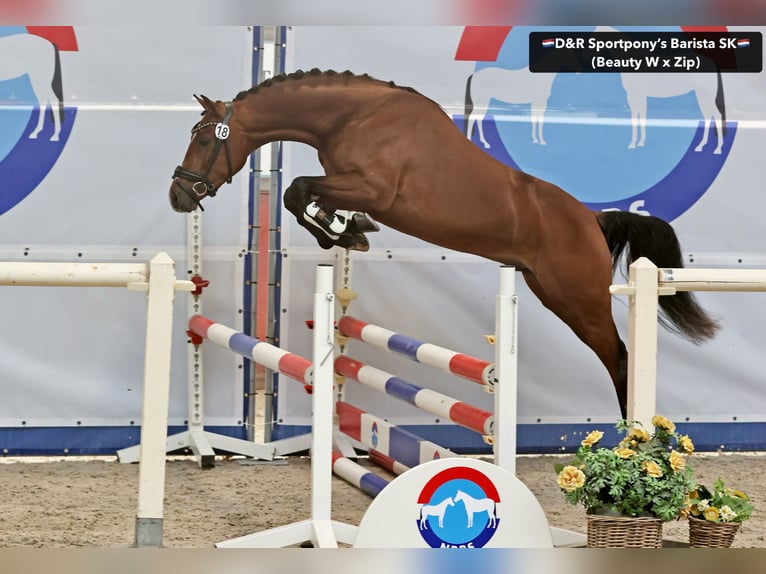 NRPS Stallone 3 Anni 146 cm Baio in Nistelrode