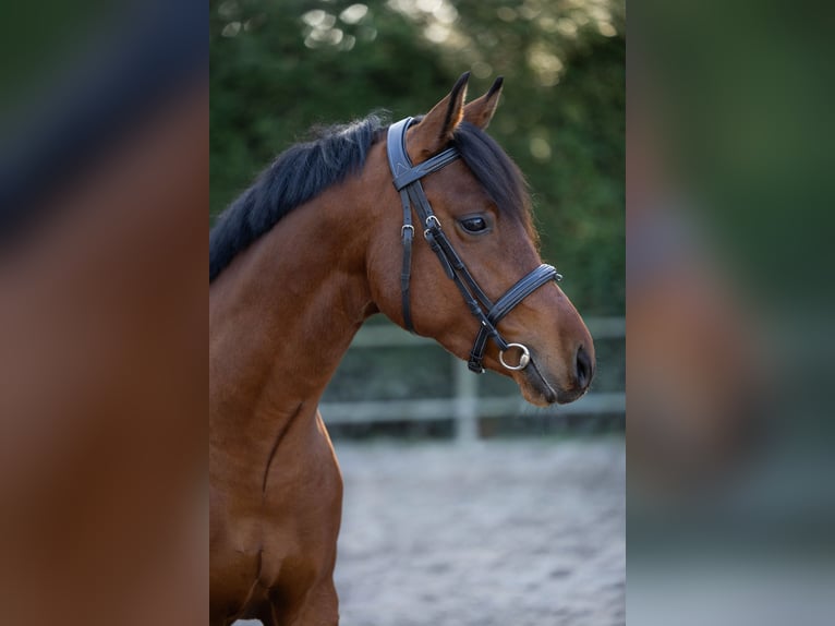 NRPS Stallone 3 Anni 146 cm Baio in Renswoude