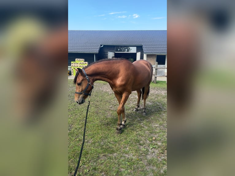 NRPS Stallone 3 Anni 158 cm Baio in Enschede