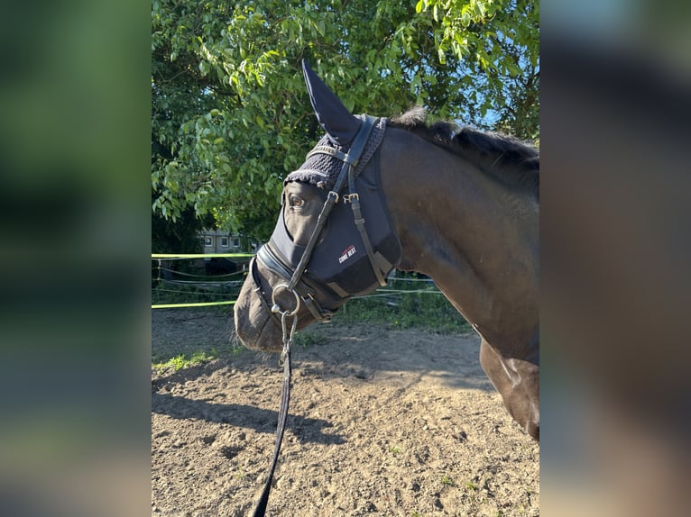 NRPS Stallone 3 Anni 167 cm Morello in Stockstadt am Rhein
