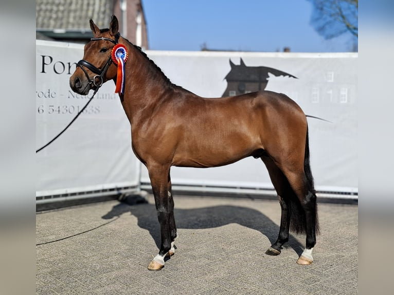 NRPS Stallone 4 Anni 148 cm  in GROTE-BROGEL