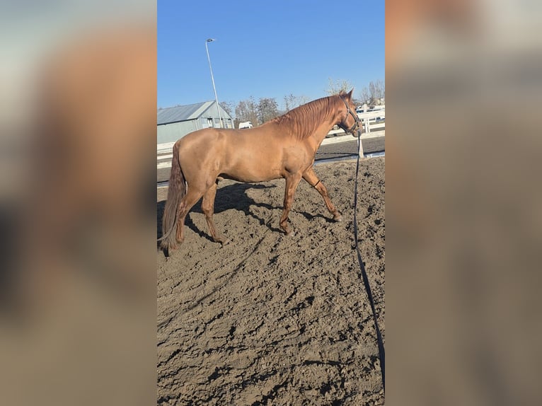 NRPS Stallone 4 Anni 156 cm Sauro in Nieuwerkerk aan den IJssel