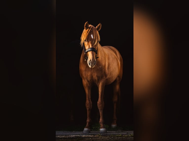NRPS Stallone 4 Anni 156 cm Sauro in Nieuwerkerk aan den IJssel