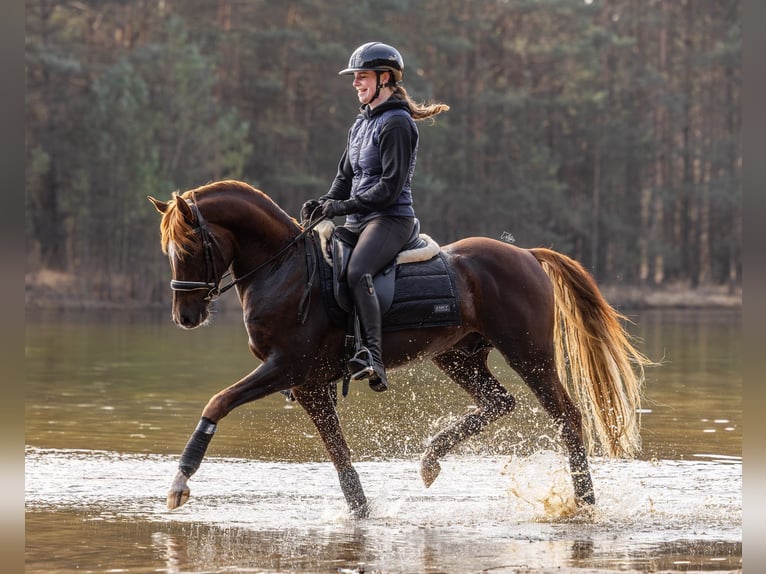 NRPS Stallone 5 Anni 148 cm Sauro in Oost West en Middelbeers