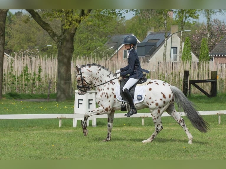 NRPS Stallone 6 Anni 144 cm Leopard in Oirschot