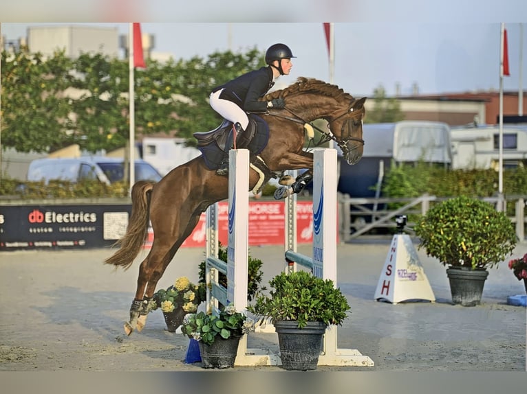 NRPS Stallone 9 Anni 148 cm Sauro in Veghel