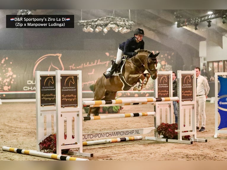 NRPS Stallone 9 Anni 148 cm Sauro in Veghel