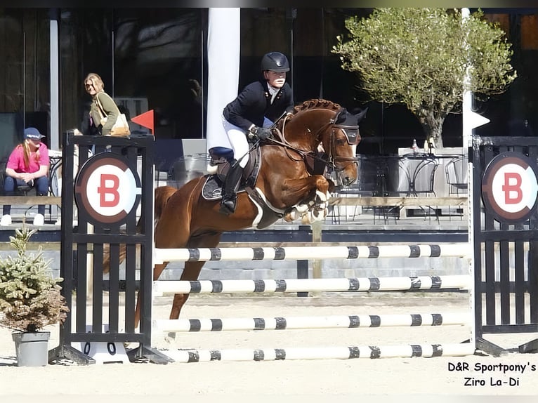 NRPS Stallone 9 Anni 148 cm Sauro in Veghel