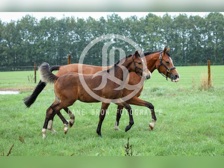 NRPS Stallone Puledri (04/2026) 148 cm Baio in Zweeloo