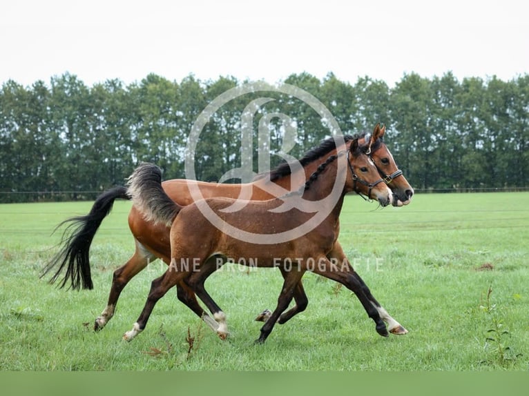 NRPS Stallone Puledri (04/2026) 148 cm Baio in Zweeloo