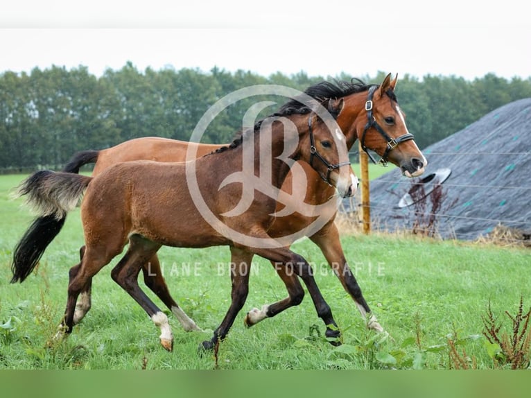 NRPS Stallone Puledri (04/2026) 148 cm Baio in Zweeloo