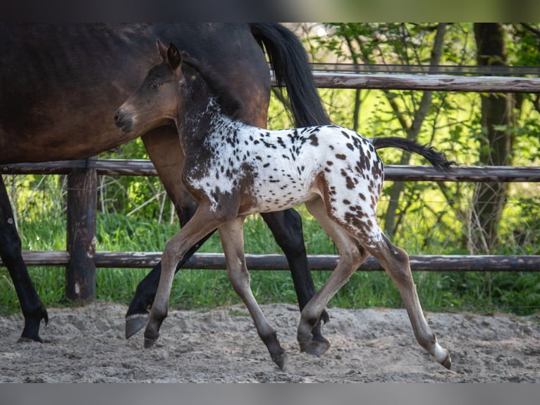 NRPS Stallone  163 cm Leopard in Broeksterwâld