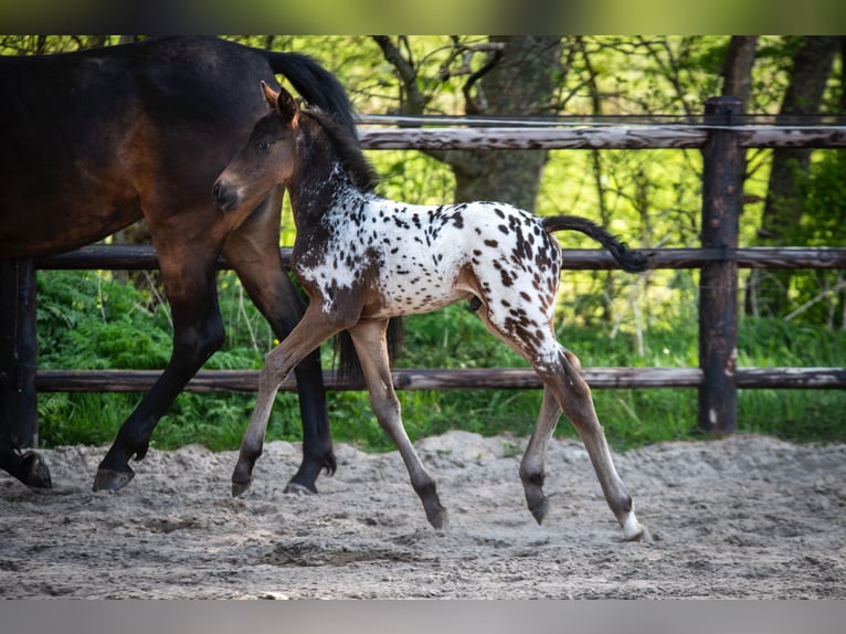 NRPS Stallone  163 cm Leopard in Broeksterwâld