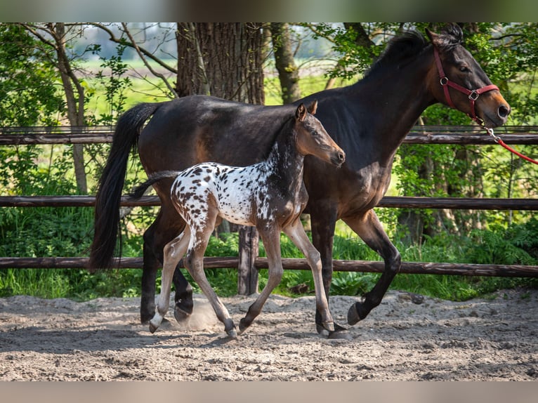 NRPS Stallone  163 cm Leopard in Broeksterwâld