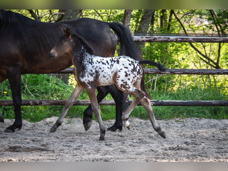 NRPS Stallone  163 cm Leopard in Broeksterwâld