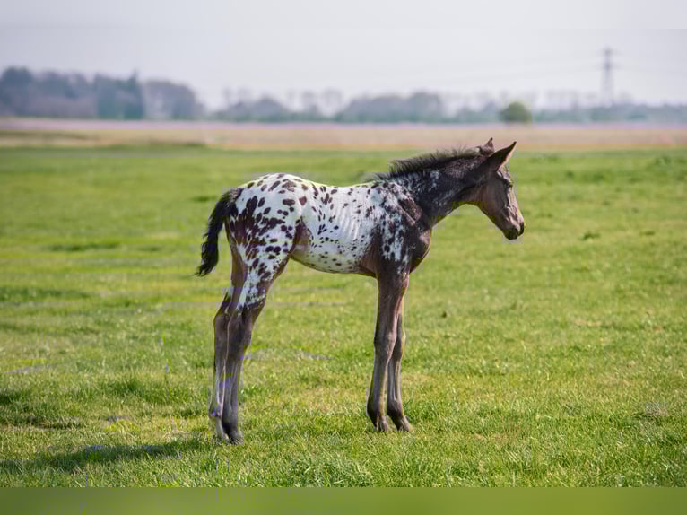 NRPS Stallone  163 cm Leopard in Broeksterwâld