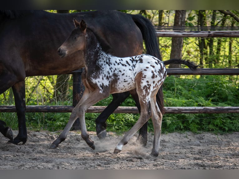NRPS Stallone  163 cm Leopard in Broeksterwâld