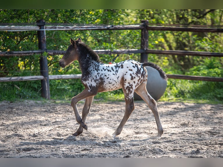 NRPS Stallone  163 cm Leopard in Broeksterwâld