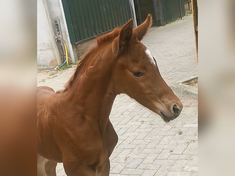 NRPS Stallone Puledri (04/2026) 168 cm  in Tholen